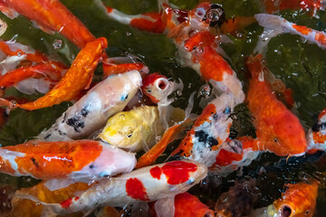 Obraz na płótnie Canvas KOI fish in the dark pool. Many of koi fish are swimming in the dark background.