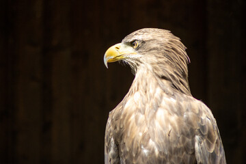 .Portrait of a steppe eagle (Aquila nipalensis)
