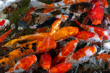 Fototapeta na wymiar KOI fish in the dark pool. Many of koi fish are swimming in the dark background.