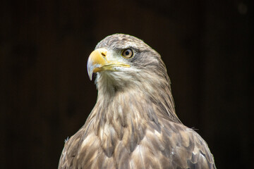.Portrait of a steppe eagle (Aquila nipalensis)