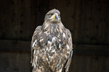 .Portrait of a steppe eagle (Aquila nipalensis)
