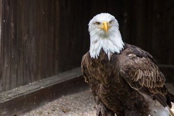 The bald eagle (Haliaeetus leucocephalus) is a large bird of prey in the Accipitridae family.