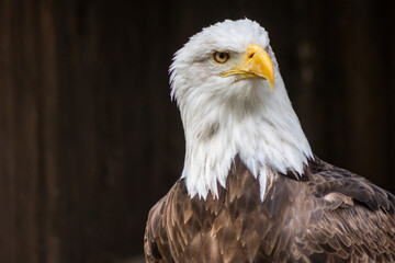 The bald eagle (Haliaeetus leucocephalus) is a large bird of prey in the Accipitridae family.
