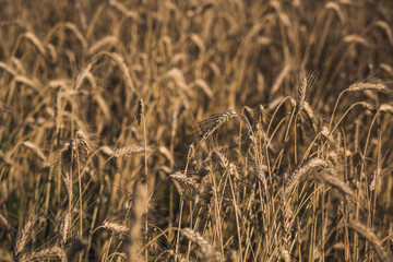 Ripe wheat ears background pattern.