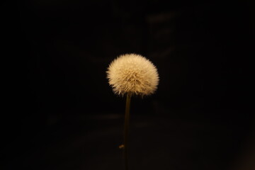 Dandelion flowers isolated on a black background.
Flower blossom.
Close up of a flower.
These plants usually grow on their own in gardens, forests and even in alleys.
flowers, Wildlife, Wild nature