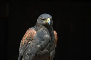 Desert buzzards (Parabuteo unicinctus) are the only species of birds of prey that are company hunters, i.e. they hunt in groups of 5 to 7 animals.