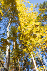 yellow leaves on birch as background