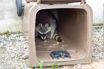 The raccoon (Procyon lotor), also known as the North American raccoon, once also known as the...
