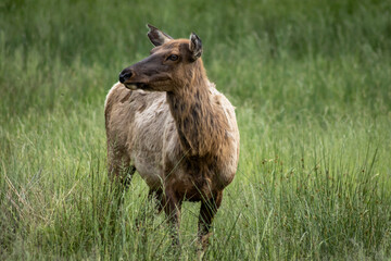 A elk (North American red deer) (Cervus canadensis canadenis) in a meadow