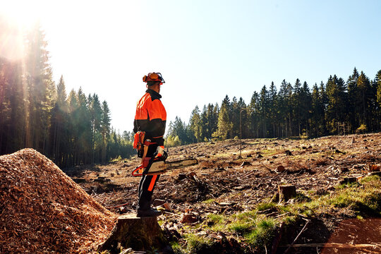 Professioneller Waldarbeiter, Holzfäller mit Arbeitsschutzkleidung und Kettensäge bei der Arbeit im Wald