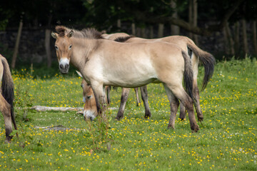 The Przewalski horse, also Takhi, Asian wild horse or Mongolian wild horse called, is the only subspecies of the wild horse which has survived in her wild form till this day.