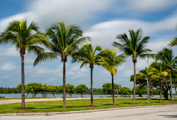 Fototapeta na wymiar Long exposure photo of palm trees swaying in the wind