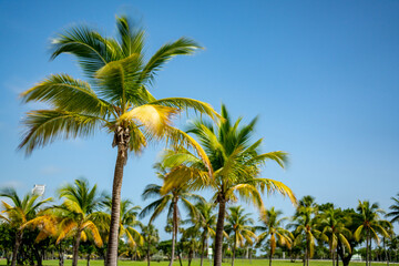 Naklejka na ściany i meble Palm trees on a blue sky. Long exposure with shallow depth of focus artistic shot