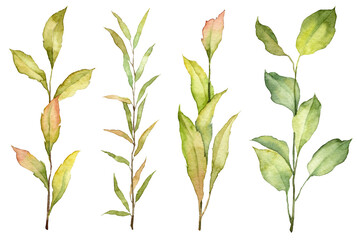 Set of hand painted watercolor realistic botany. Hand drawn green leaves on twigs. Autumn leaves color. Plants isolated on white background
