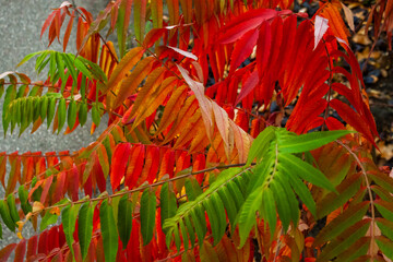 Long tree  leaves red, green and orange colors. Vinegar tree. Autumn.