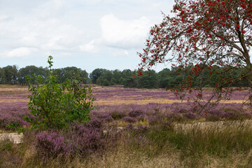 heather fields and dunes in holland