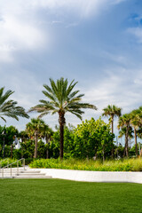 Naklejka na ściany i meble Las Olas Oceanside Park palm trees in nature scene
