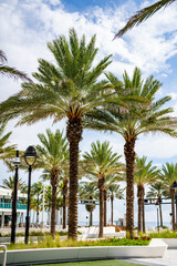 Fototapeta na wymiar Las Olas Oceanside Park palm trees in nature scene