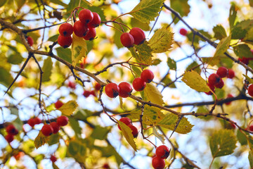 Hawthorn tree, red ripe berries hang from the branches of hawthorn. Berry close-up, soft selective selective focus. Useful properties of hawthorn