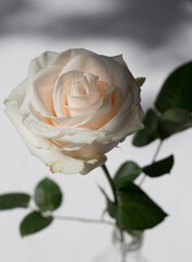 A beautiful single Ivory Rose on a white surface under natural sunlight.