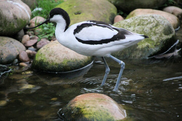 A close up of an Avocet