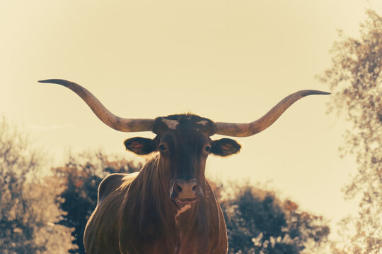 Vintage retro style Texas longhorn cow portrait looking at camera with copy space on background