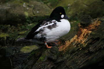 black headed gull