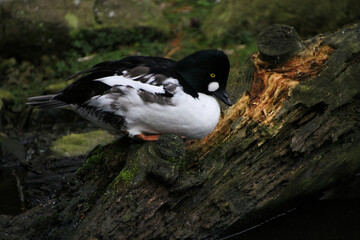 black headed gull