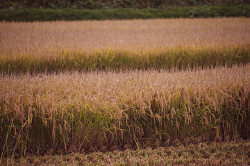 実りの秋・お米の収穫