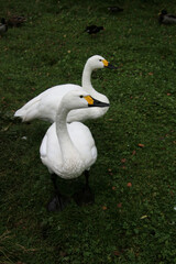 A close up of a Bewick Swan