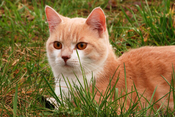 Naklejka na ściany i meble Eine rote Katze schleicht in den Garten.