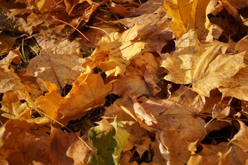 Autumn colors, bright yellow-red. Maple leaves on the ground and on trees.