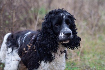 english cocker spaniel