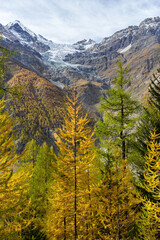 Larch tree forest and the Schmalgletscher Glacier viewed from Randa, Wallis, Switzerland
