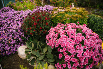 Bushes of garden flowers grow in a flowerbed with a fluffy bush. Autumn beautiful background. Natural texture.