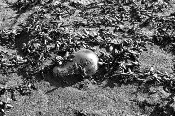 Contaminaci&oacute;n 