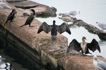 Cormorants on Marina Lake in Southport
