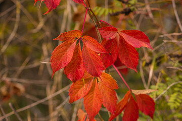 Obraz premium Red autumn leaves close up. Nature in the fall. Warm autumn day