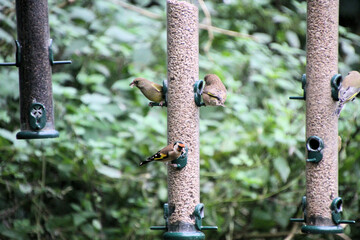 Finches on a bird feeder