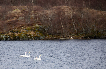 Whooper swan on lake Movannet in Brønnøy municipality, Nordland county,Helgeland,Northern Norway,scandinavia,Europe