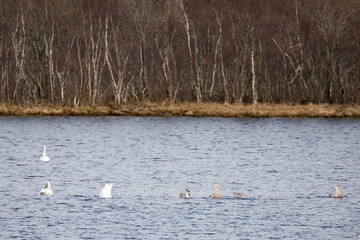 Whooper swan on lake Movannet in Brønnøy municipality, Nordland county,Helgeland,Northern Norway,scandinavia,Europe