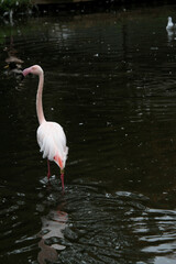 A close up of a Flamingo