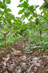 Eggplant plantation landscape is growing fresh in the garden