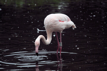 A close up of a Flamingo
