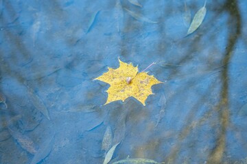 yellow autumn leaves