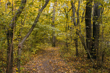 Obraz premium Gravel road in the autumn forest. The road is strewn with yellow leaves. Nature in the fall. Warm autumn day