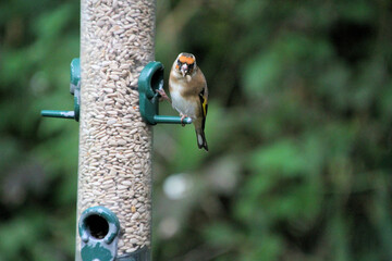 A close up of a Goldfinch