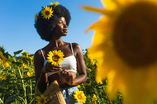 Beautiful afro american woman in a sunflowers field
