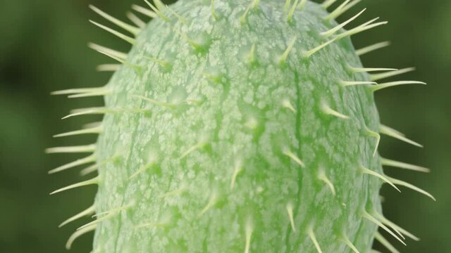 Spiny fruit Ecballium elaterium close-up. Rotation.
