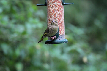 A close up of a Greenfinch